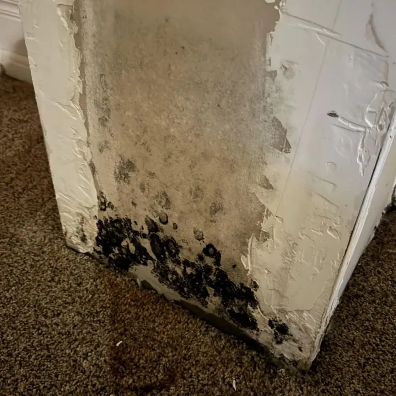 Professional Mold Removal in Orangeville, UT